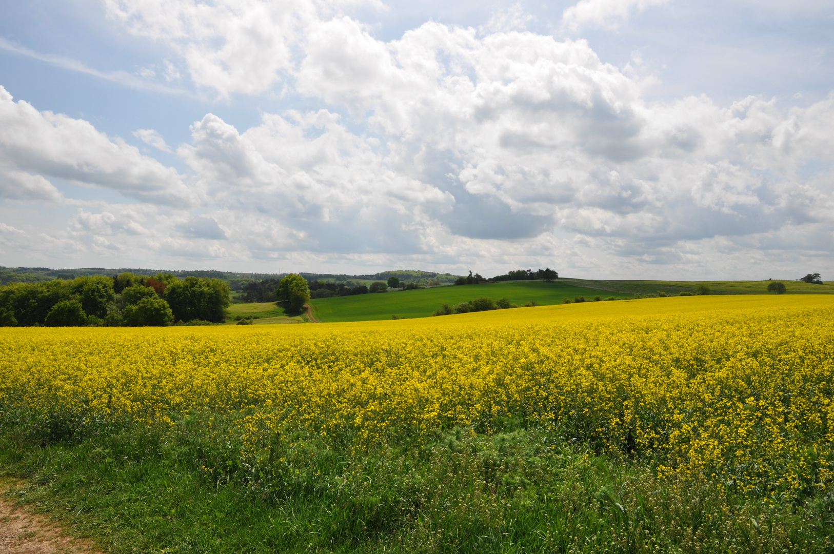 Rapsfeld bei Mechernich Weyer