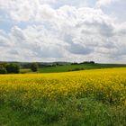 Rapsfeld bei Mechernich Weyer