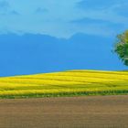 Rapsfeld bei Möllerings Hügel