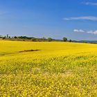 Rapsfeld bei Murs