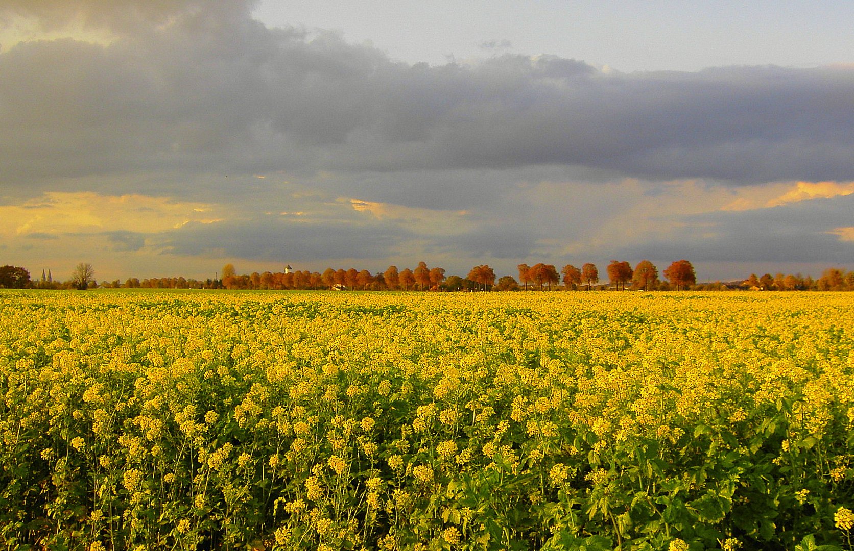 Rapsfeld bei Nettetal