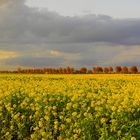 Rapsfeld bei Nettetal