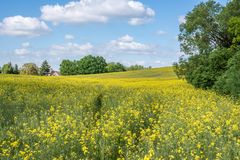 Rapsfeld bei Neuruppin 