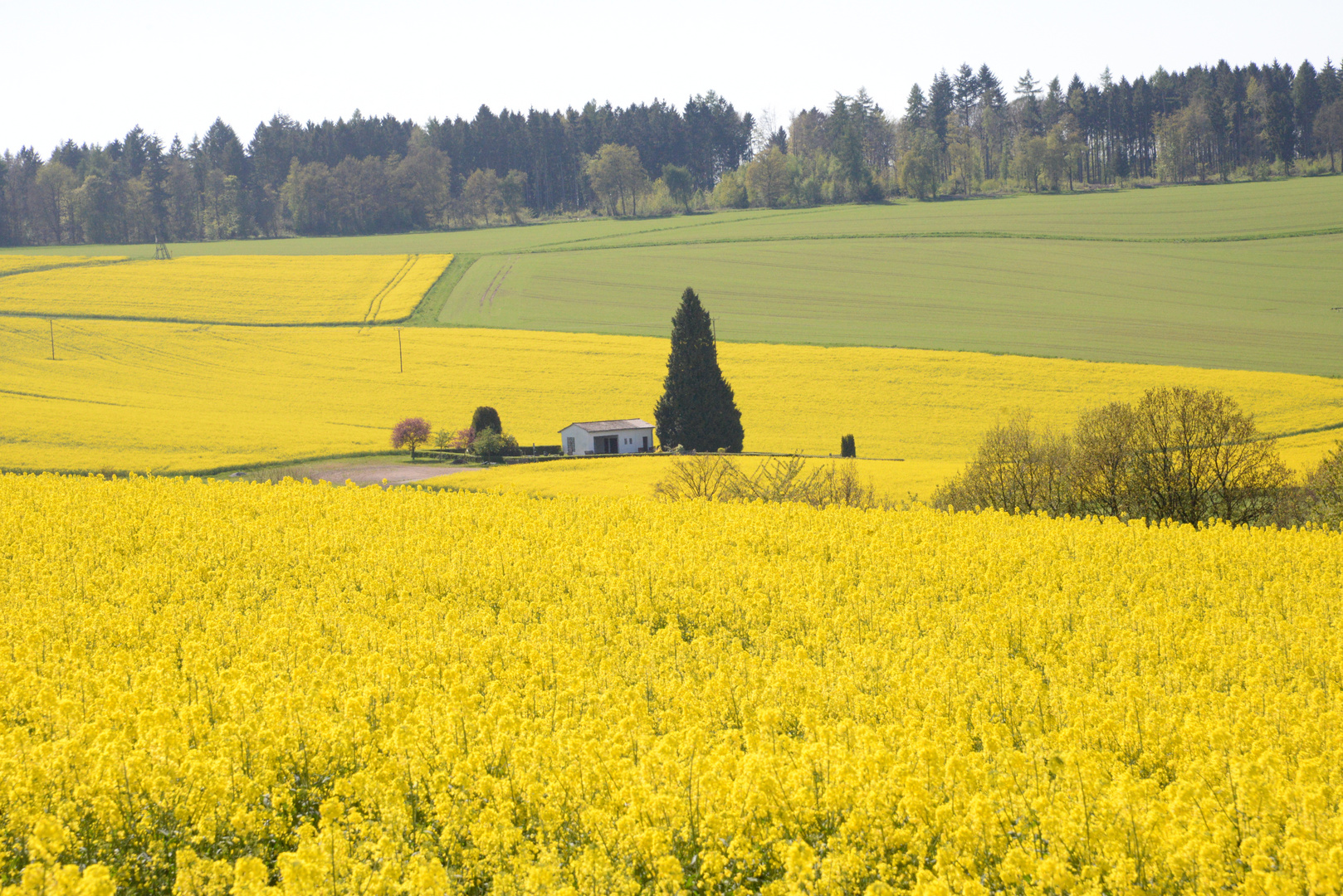 Rapsfeld bei Oberfischbach