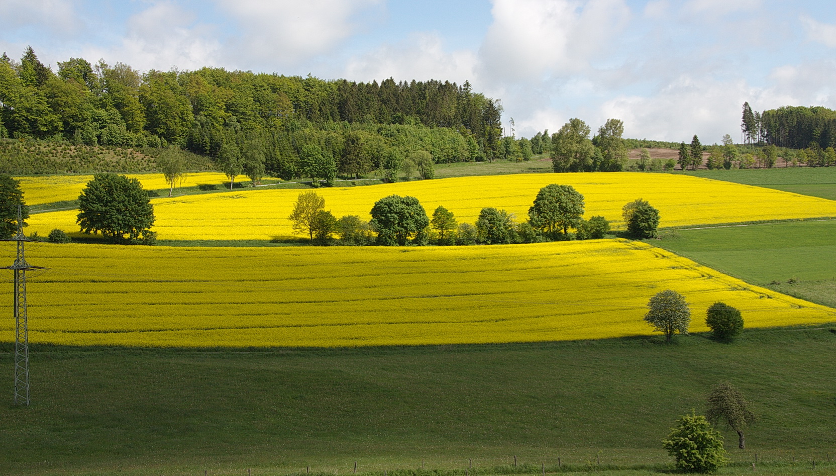 Rapsfeld bei Oedingen 2