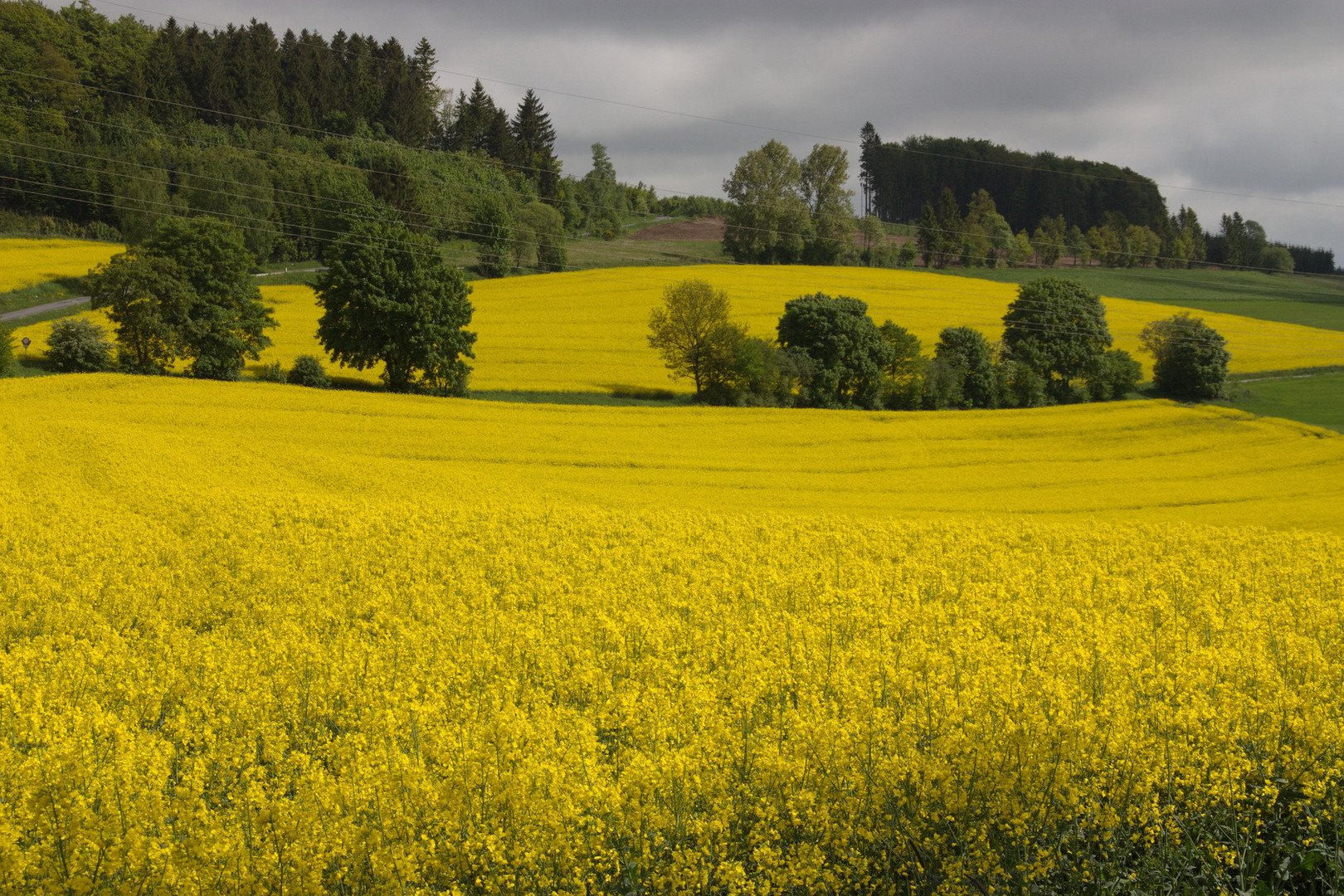 Rapsfeld bei Oedingen