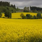 Rapsfeld bei Oedingen