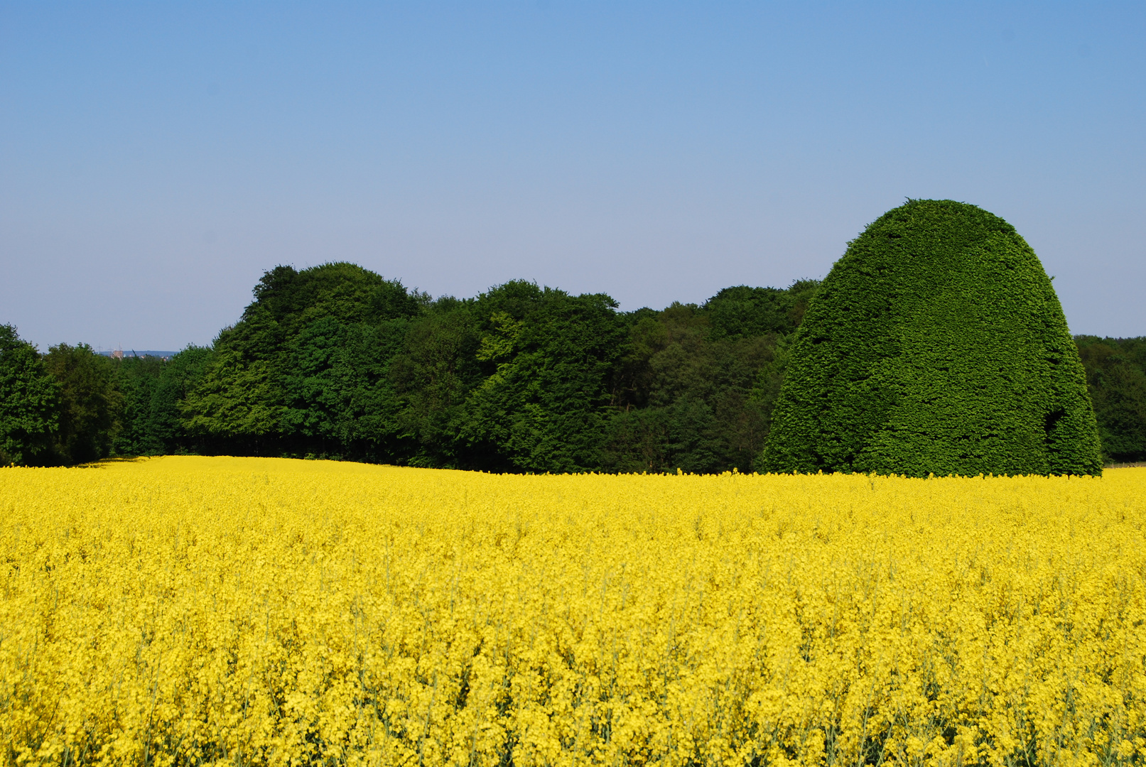 Rapsfeld bei Osnabrück