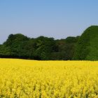 Rapsfeld bei Osnabrück