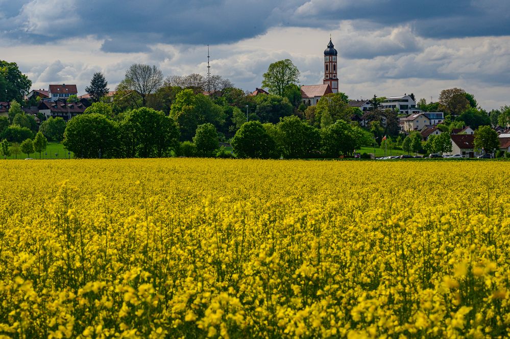 Rapsfeld bei Puch