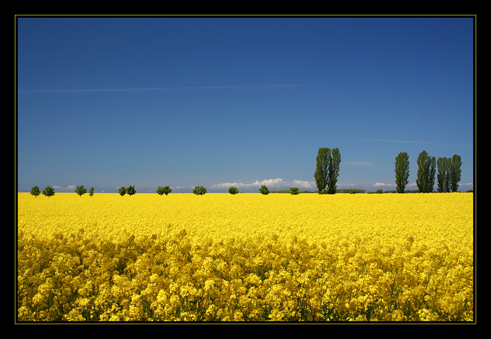 Rapsfeld bei Putgarten