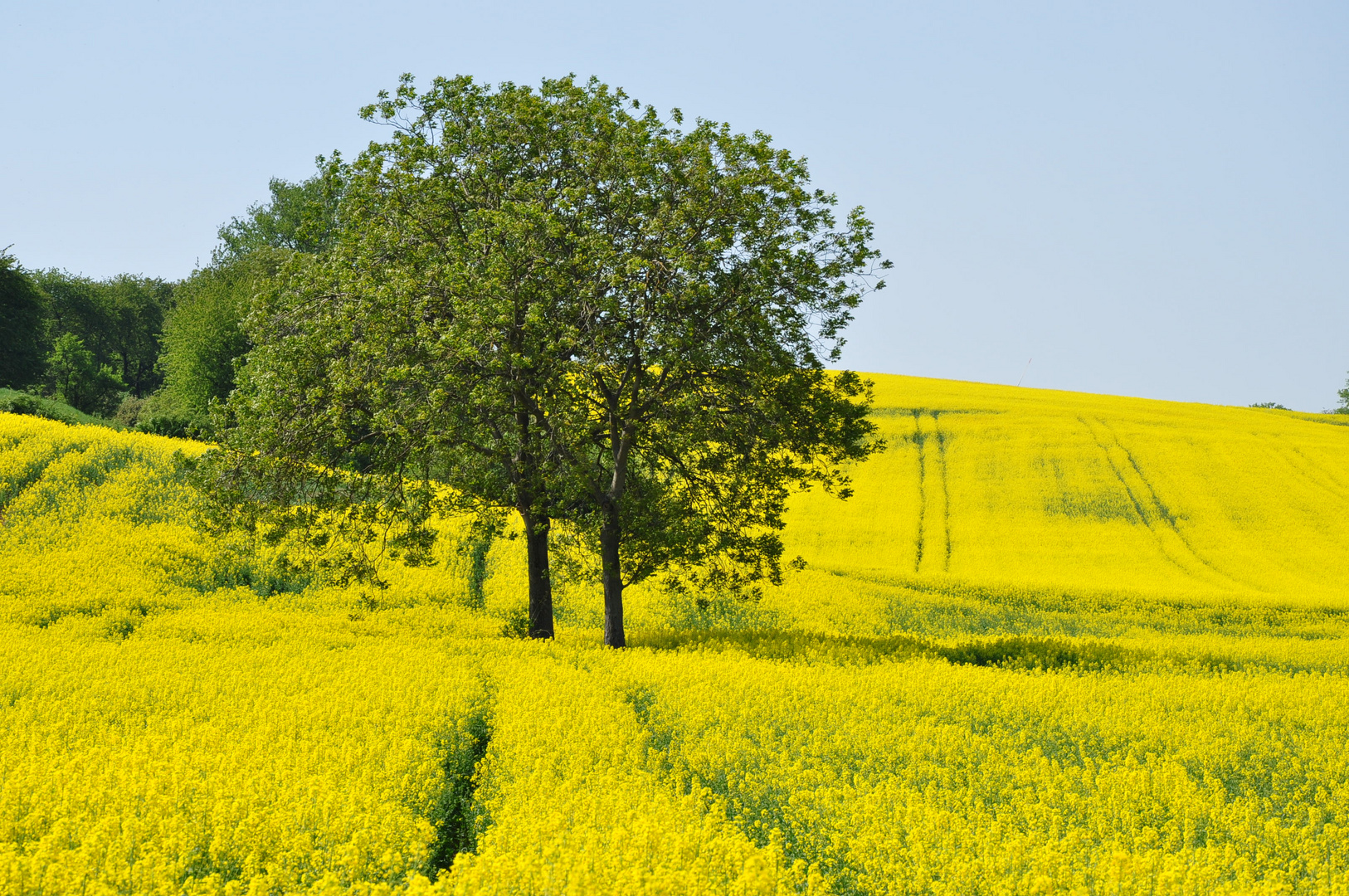 Rapsfeld bei Radheim/Schaafheim