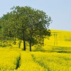 Rapsfeld bei Radheim/Schaafheim