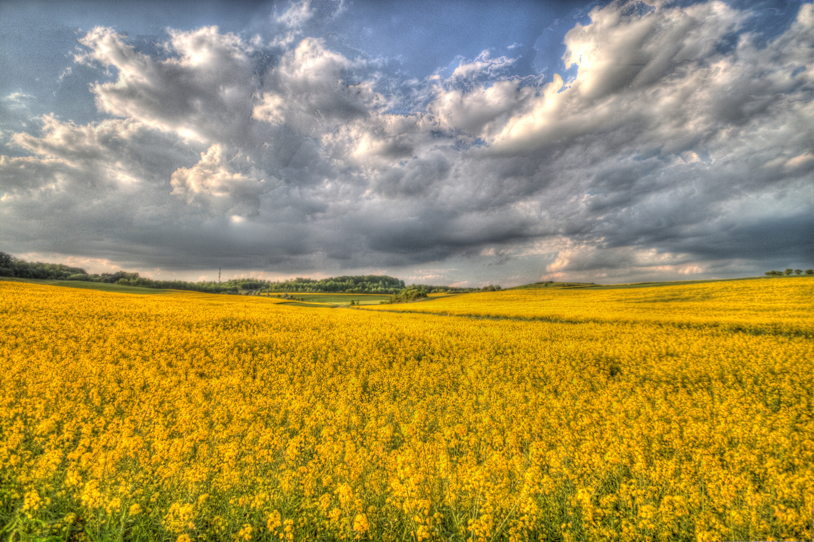 Rapsfeld bei Reiskirchen