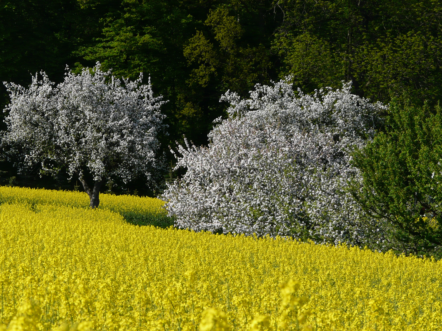 Rapsfeld bei Renningen