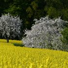 Rapsfeld bei Renningen