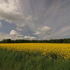 Rapsfeld bei Schapen