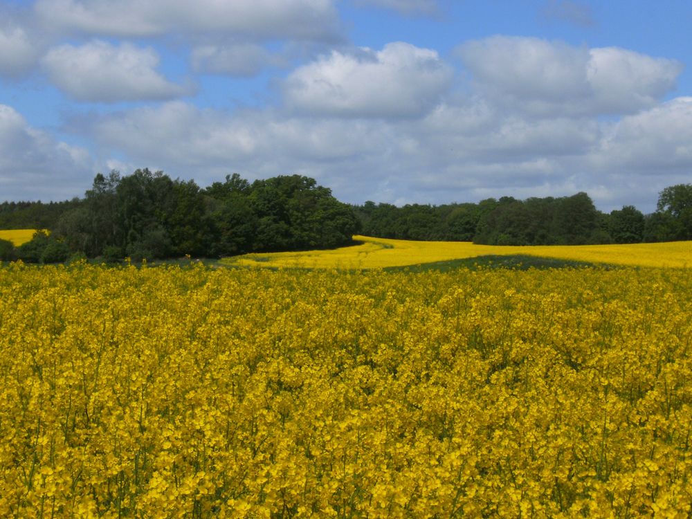 Rapsfeld bei Schloß Grubenhagen