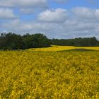 Rapsfeld bei Schloß Grubenhagen