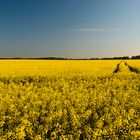 Rapsfeld bei Schönfließ