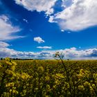 Rapsfeld bei schönstem Wetter