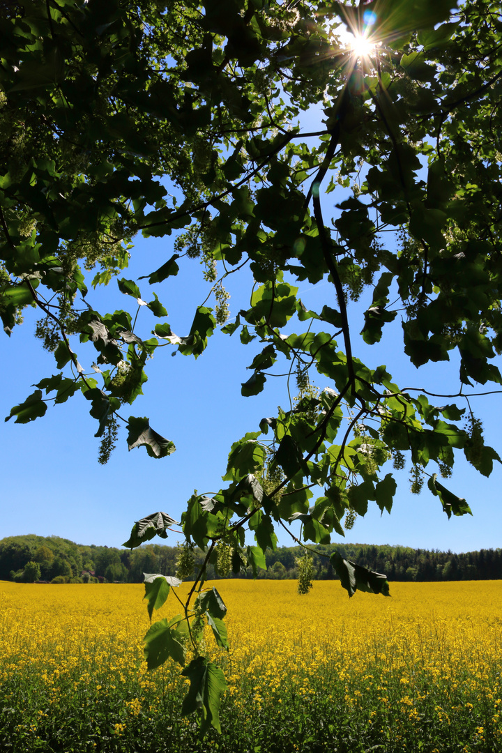 Rapsfeld bei Schöppenstedt