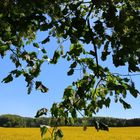 Rapsfeld bei Schöppenstedt