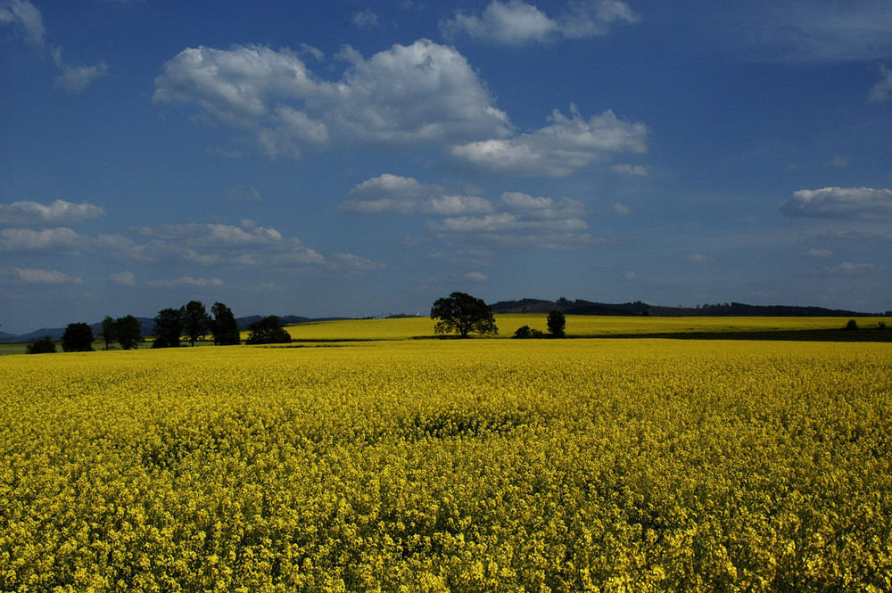 Rapsfeld bei Schüren