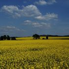 Rapsfeld bei Schüren