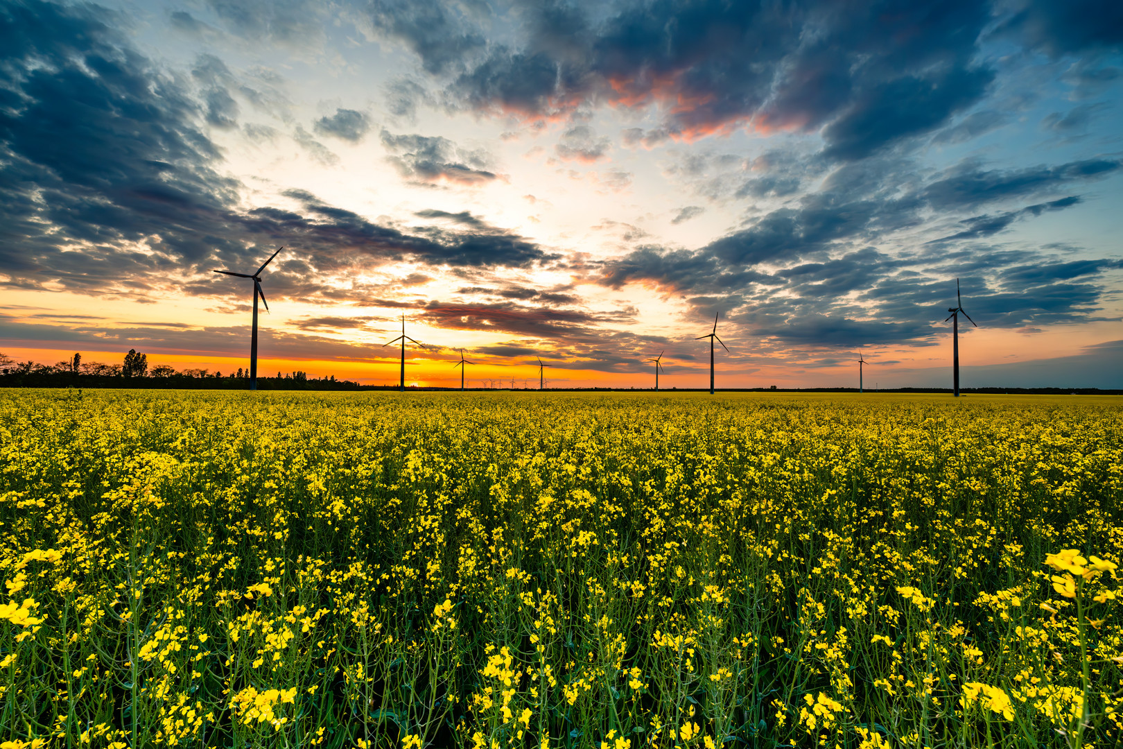 Rapsfeld bei Sonnenuntergang