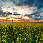 Rapsfeld bei Sonnenuntergang