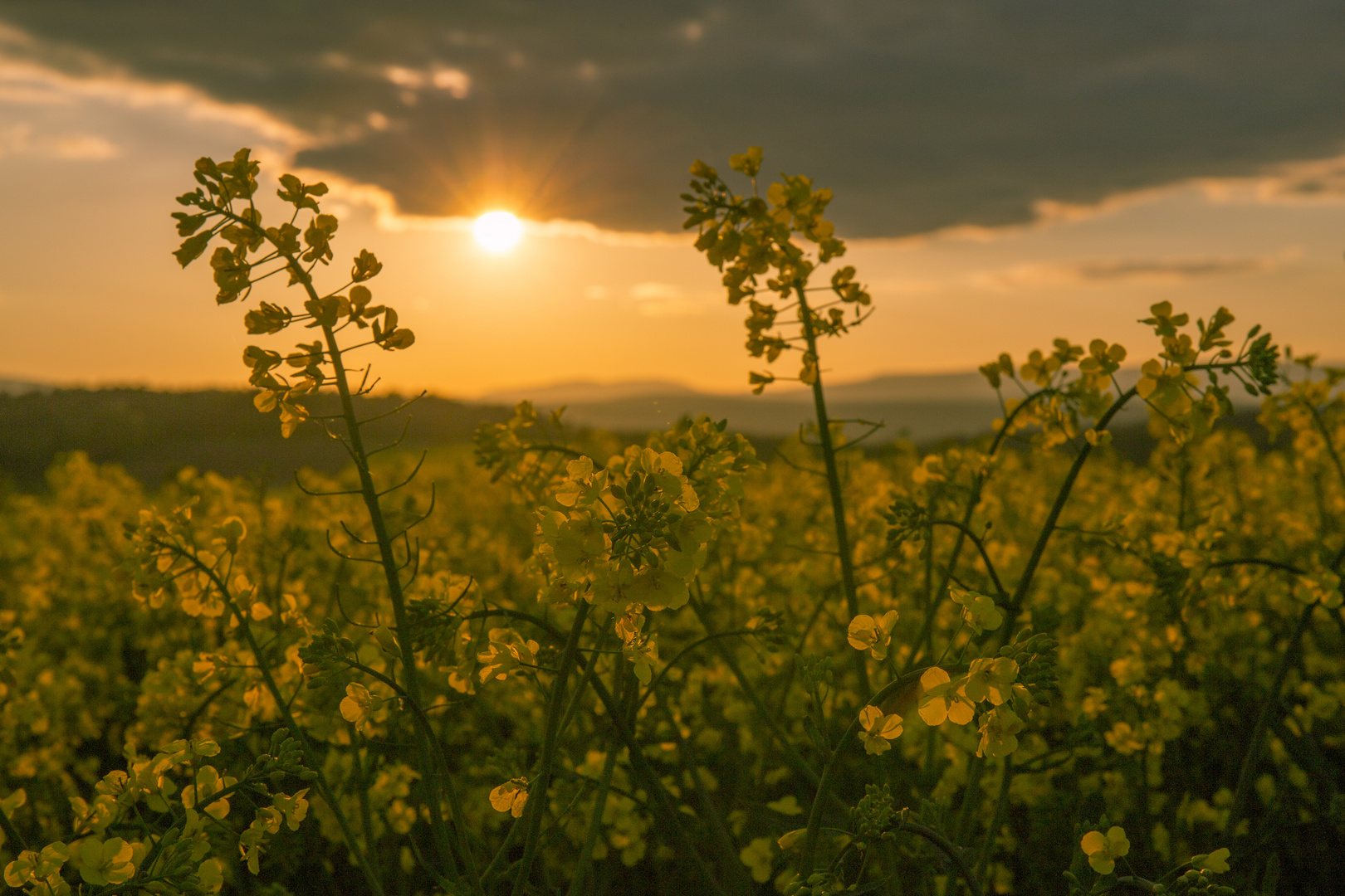 Rapsfeld bei Sonnenuntergang