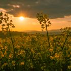 Rapsfeld bei Sonnenuntergang