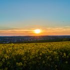 Rapsfeld bei Sonnenuntergang