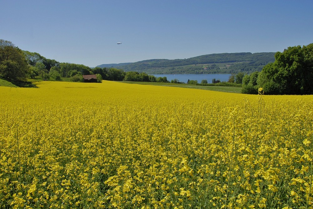 Rapsfeld bei Steckborn CH