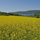 Rapsfeld bei Steckborn CH