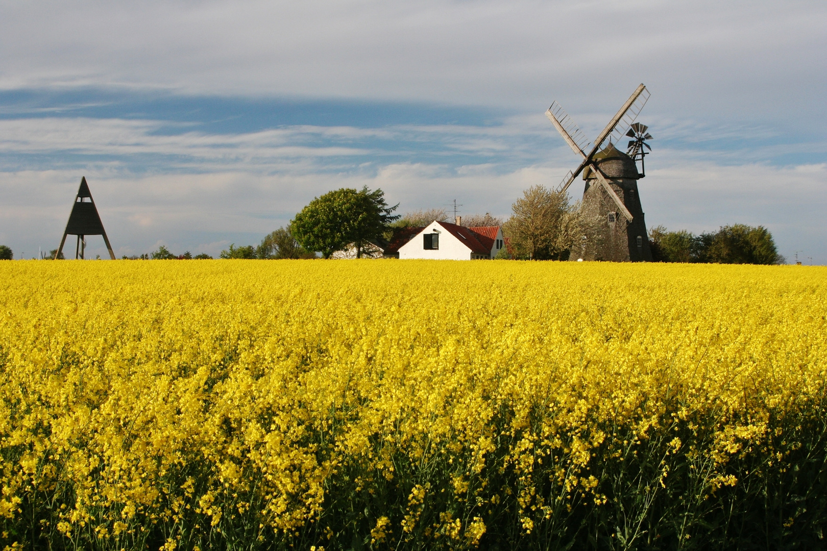 Rapsfeld bei Svaneke