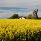 Rapsfeld bei Svaneke