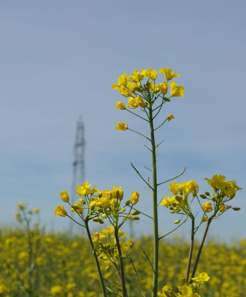 Rapsfeld bei Therwil