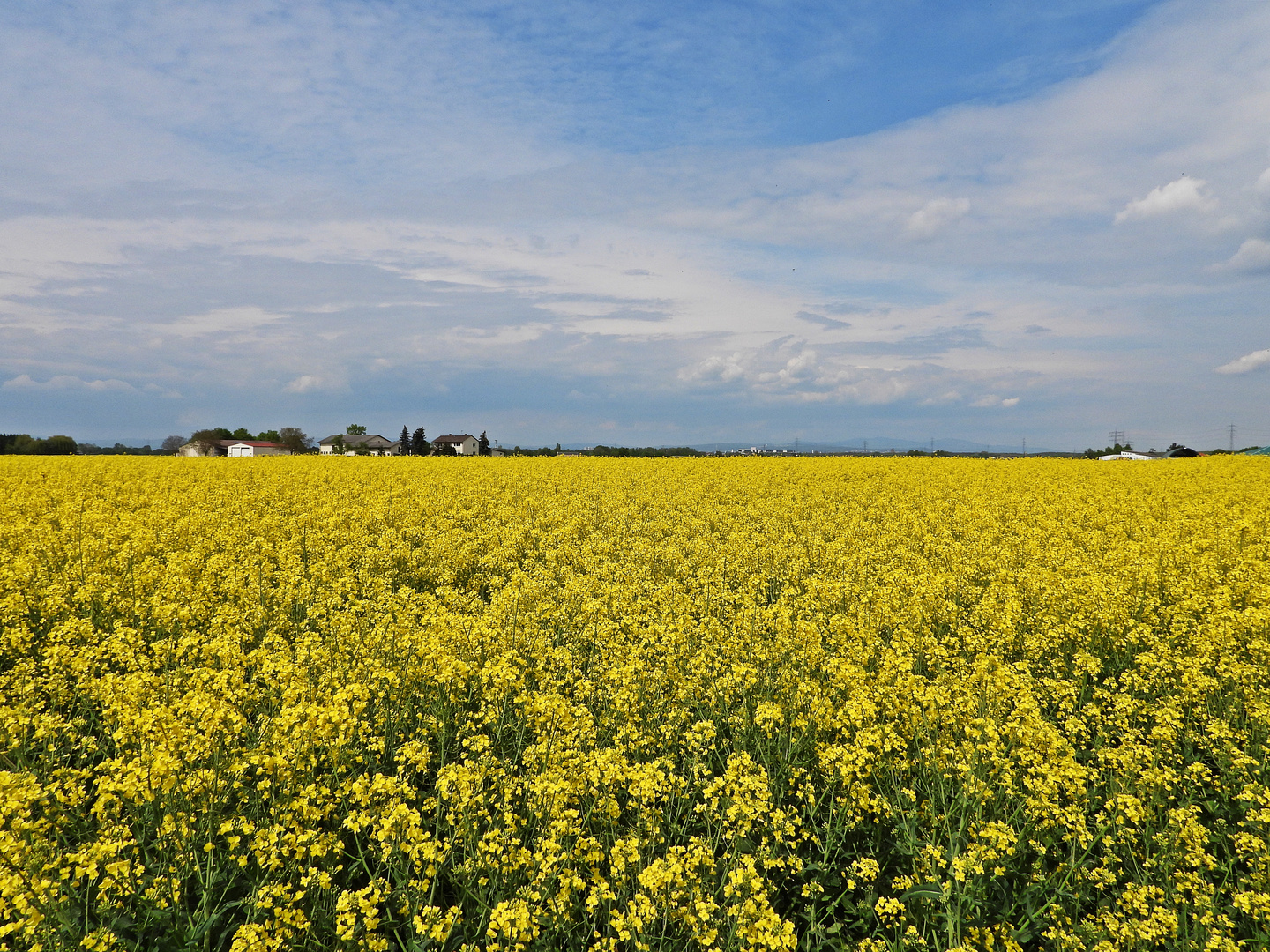 Rapsfeld bei Trebur-Astheim