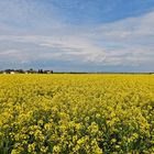 Rapsfeld bei Trebur-Astheim