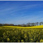 Rapsfeld bei Trittau (Schleswig- Holstein)