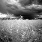 Rapsfeld bei unschönem Wetter