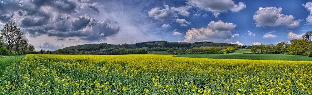 Rapsfeld bei Untermaubach