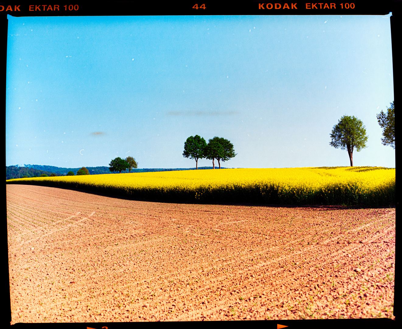 Rapsfeld bei Vahle (Uslar)