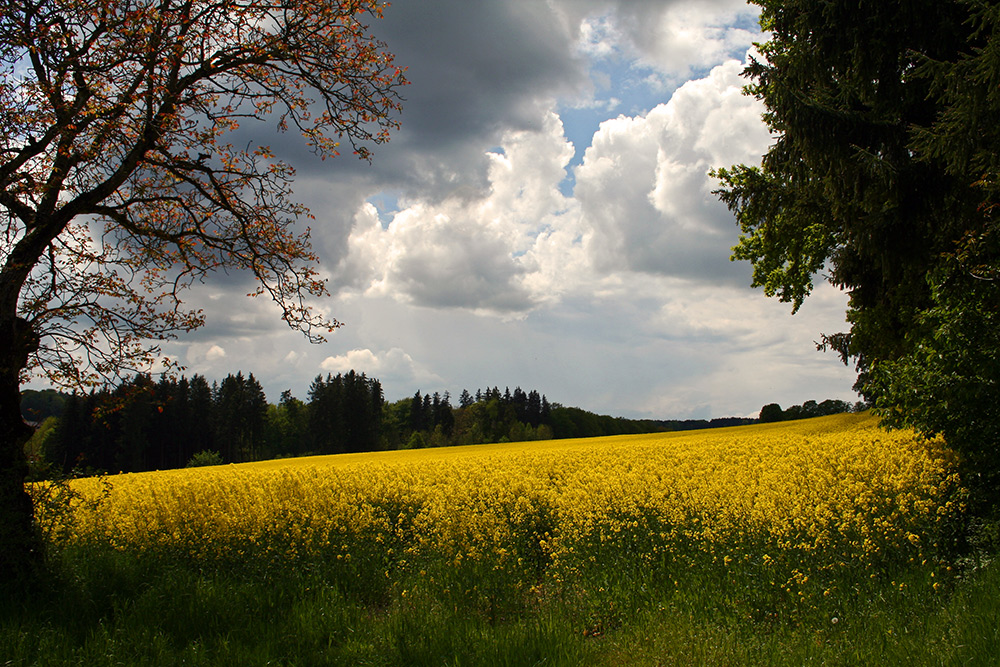 Rapsfeld bei Waging am See