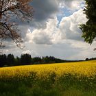 Rapsfeld bei Waging am See