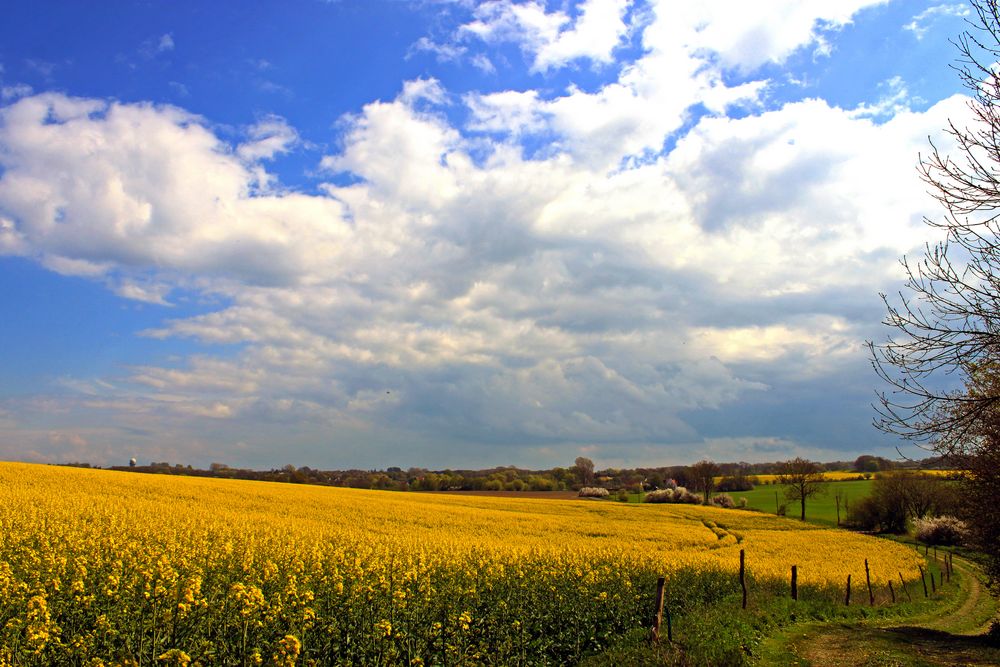 Rapsfeld bei Warnkenhagen