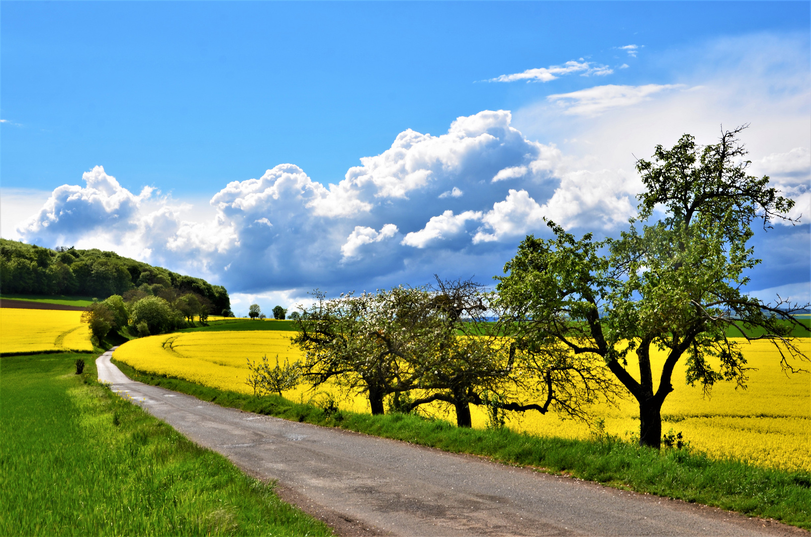 Rapsfeld bei Wassenach