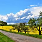 Rapsfeld bei Wassenach